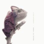 SEEDS OF MARY : Serendipity SEEDS OF MARY : Serendipity