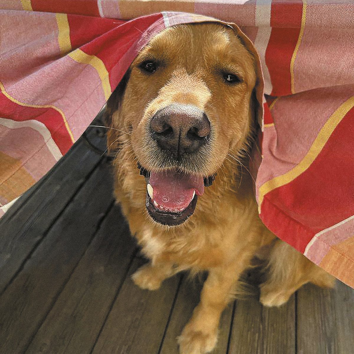 IT IT ANITA : Mouche ititanita_mouche