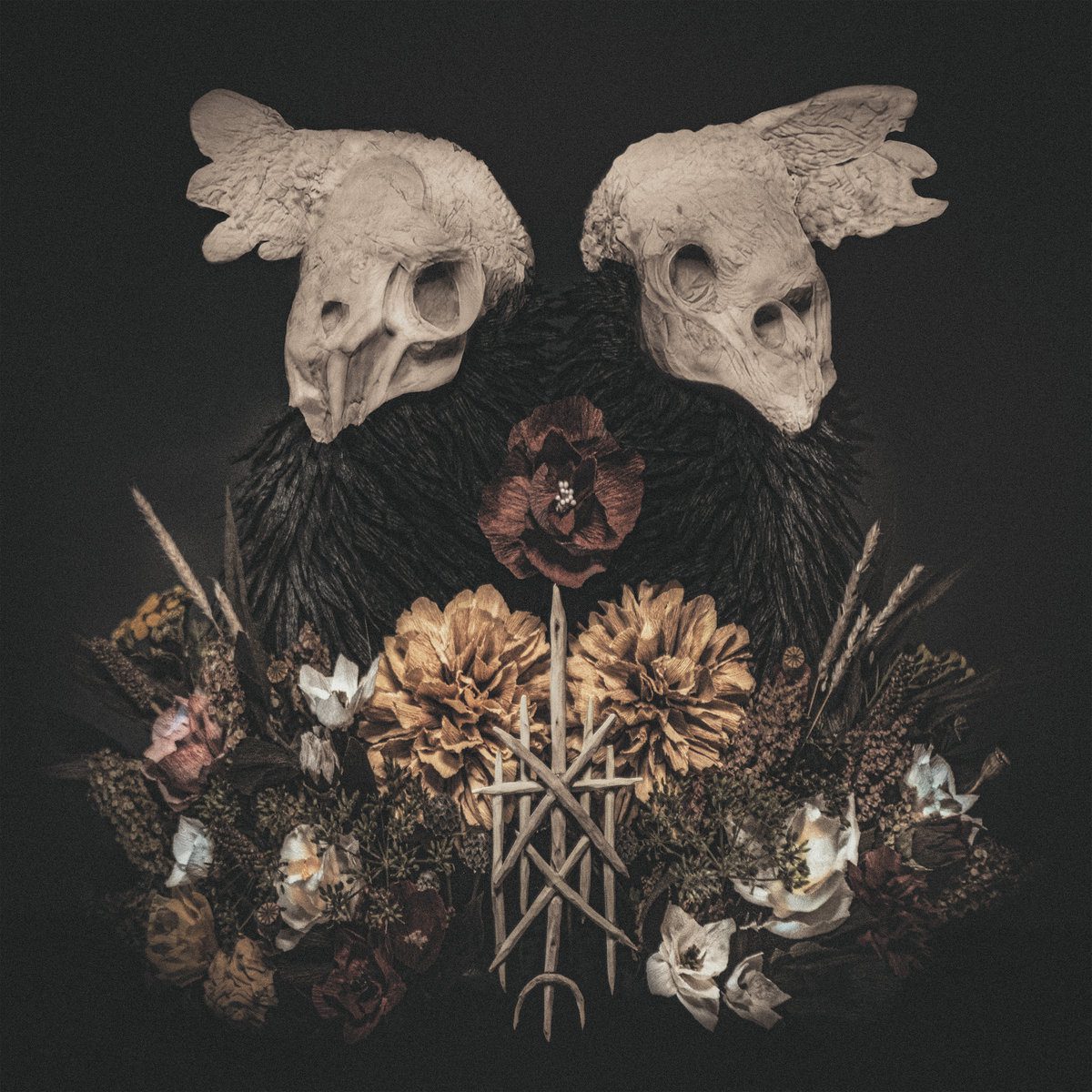 blackbirch_blackbirch