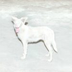 Ao_Malandra